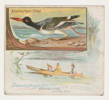 American Oyster Catcher, from the Game Birds series (N40) for Allen & Ginter Cigarettes..., 1888-90. Creator: Allen & Ginter