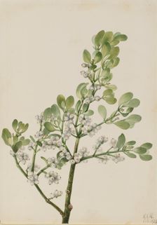 American Mistletoe (Phoradendron flavescens), 1923. Creator: Mary Vaux Walcott
