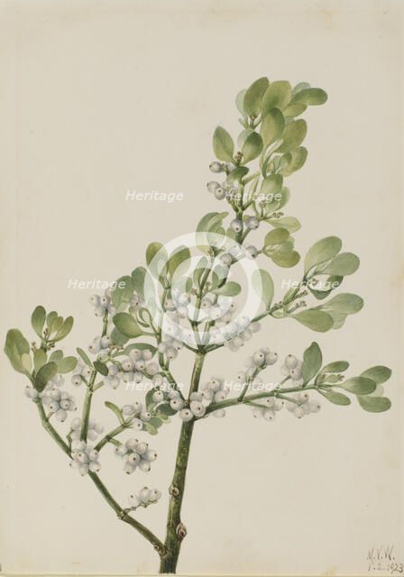 American Mistletoe (Phoradendron flavescens), 1923. Creator: Mary Vaux Walcott.