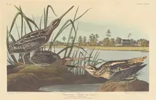 American Snipe, 1835. Creator: Robert Havell