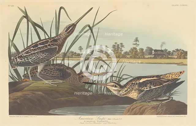 American Snipe, 1835. Creator: Robert Havell.