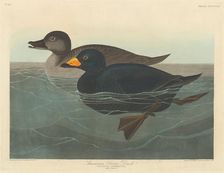 American Scoter Duck, 1838. Creator: Robert Havell