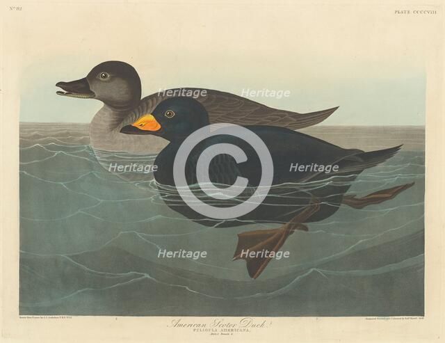 American Scoter Duck, 1838. Creator: Robert Havell.