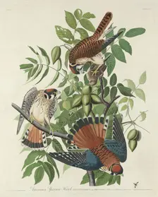 American Sparrow Hawk, 1832. Creator: Robert Havell