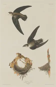 American Swift, 1833. Creator: Robert Havell
