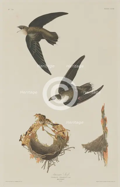 American Swift, 1833. Creator: Robert Havell.