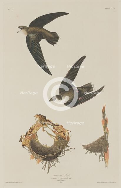 American Swift, 1833. Creator: Robert Havell.