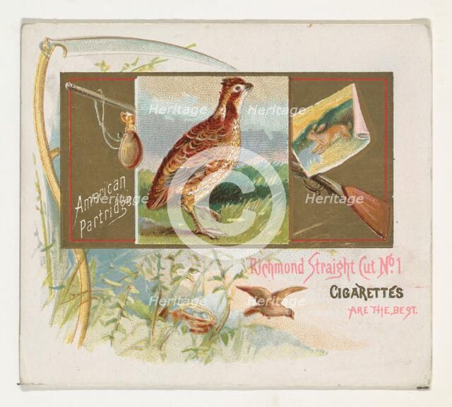 American Partridge, from the Game Birds series (N40) for Allen & Ginter Cigarettes, 1888-90. Creator: Allen & Ginter.