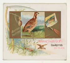 American Partridge, from the Game Birds series (N40) for Allen & Ginter Cigarettes, 1888-90. Creator: Allen & Ginter