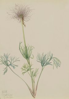 American Pasqueflower (Pulsatilla ludoviciana), 1920. Creator: Mary Vaux Walcott