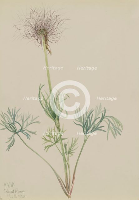 American Pasqueflower (Pulsatilla ludoviciana), 1920. Creator: Mary Vaux Walcott.