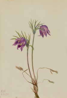 American Pasqueflower (Pulsatilla ludoviciana), 1922. Creator: Mary Vaux Walcott