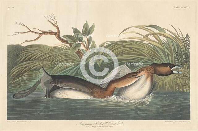 American Pied-Bill Dobchick, 1835. Creator: Robert Havell.