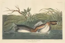 American Pied-Bill Dobchick, 1835. Creator: Robert Havell