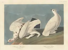 American Ptarmigan and White-tailed Grous, 1838. Creator: Robert Havell