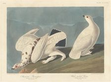 American Ptarmigan and White-tailed Grous, 1838. Creator: Robert Havell