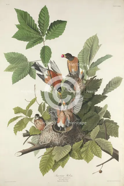 American Robin, 1832. Creator: Robert Havell.