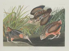 American Woodcock, 1835. Creator: Robert Havell