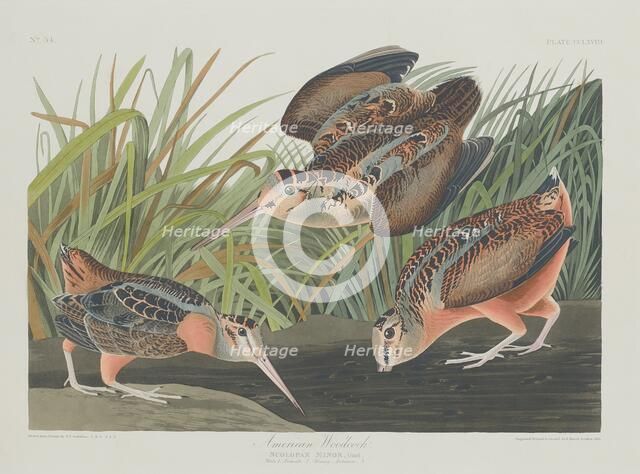 American Woodcock, 1835. Creator: Robert Havell.