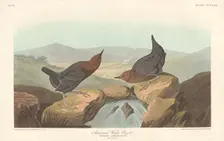 American Water Ouzel, 1837. Creator: Robert Havell