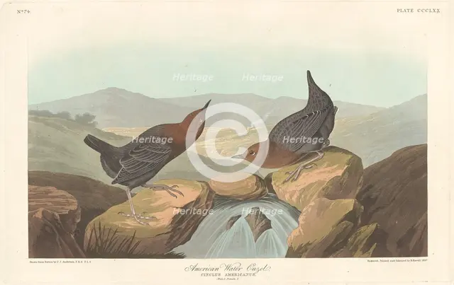 American Water Ouzel, 1837. Creator: Robert Havell.