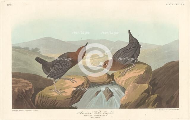 American Water Ouzel, 1837. Creator: Robert Havell.
