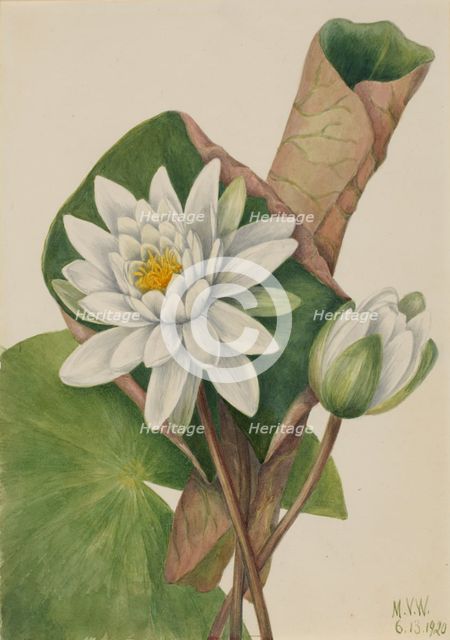 American Waterlily (Castalia odorata), 1920. Creator: Mary Vaux Walcott.