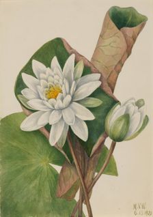 American Waterlily (Castalia odorata), 1920. Creator: Mary Vaux Walcott