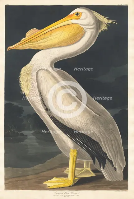 American White Pelican, 1836. Creator: Robert Havell.