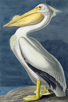 American White Pelican, Pelecanus Erythrorhynchos, 1845