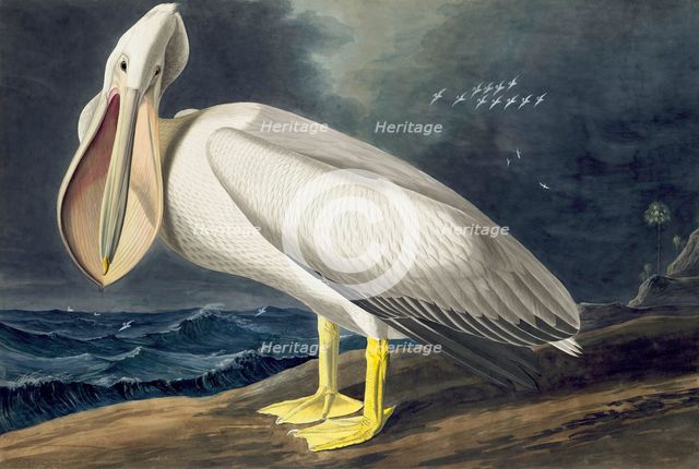 American White Pelican, Pelecanus Erythrorhynchos, 1845.