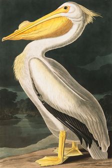 American White Pelican, Pelecanus Erythrorhynchos, 1845