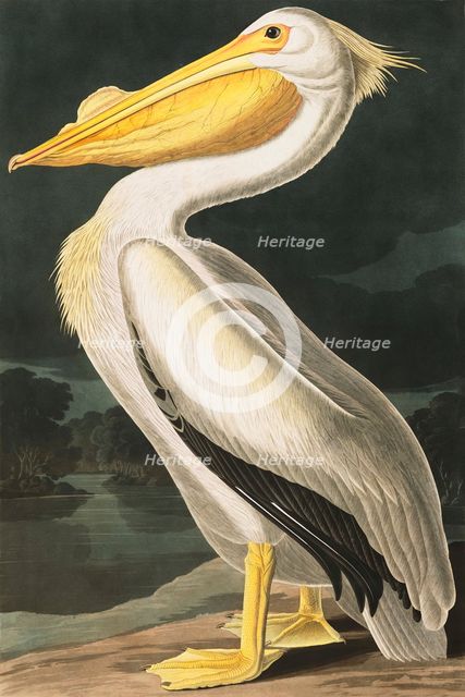 American White Pelican, Pelecanus Erythrorhynchos, 1845.