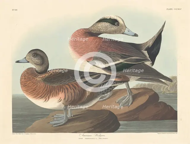 American Widgeon, 1836. Creator: Robert Havell.