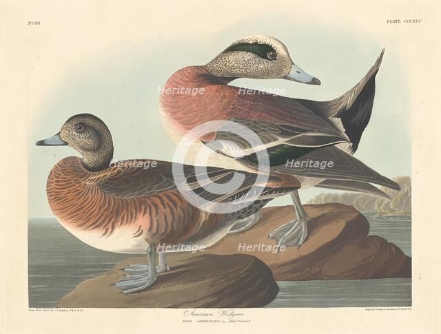 American Widgeon, 1836. Creator: Robert Havell.