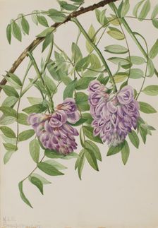 American Wisteria (Kraunhia frutescens), 1925. Creator: Mary Vaux Walcott