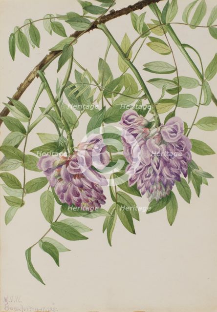 American Wisteria (Kraunhia frutescens), 1925. Creator: Mary Vaux Walcott.