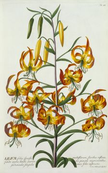 American Turkscap Lily, c. 1740 (hand coloured engraving). Creator: "Georg Dionysius Ehret (1710 - 70); Ehret, Georg Dionysius (1710-1770)"