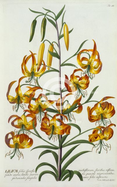 American Turkscap Lily, c. 1740 (hand coloured engraving). Creator: "Georg Dionysius Ehret (1710 - 70); Ehret, Georg Dionysius (1710-1770)".