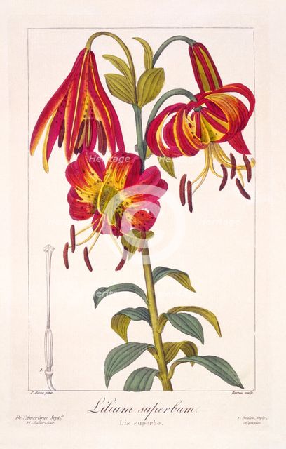 American Turkscap Lily, pub. 1836. Creator: Panacre Bessa (1772-1846).