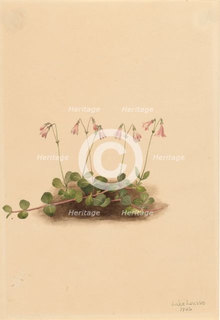 American Twinflower (Linnaea borealis americana), 1902. Creator: Mary Vaux Walcott.