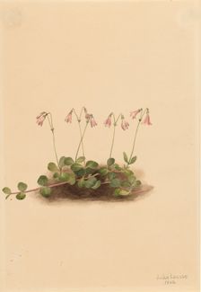 American Twinflower (Linnaea borealis americana), 1902. Creator: Mary Vaux Walcott