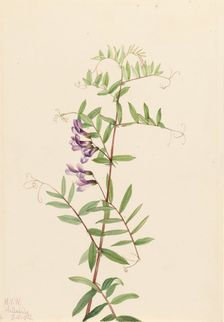 American Vetch (Vicia americana), 1922. Creator: Mary Vaux Walcott