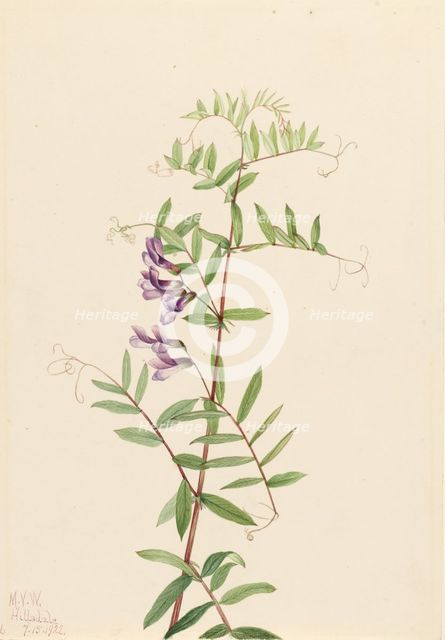 American Vetch (Vicia americana), 1922. Creator: Mary Vaux Walcott.