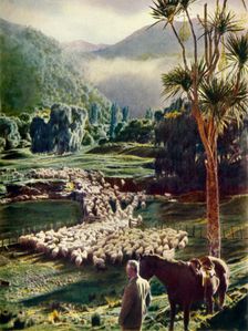 Amid the Beauties of New Zealand's Sheep Farms c1948. Creator: Unknown