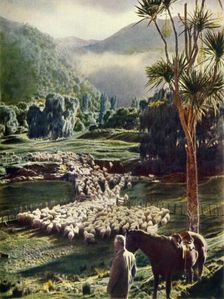 Amid the Beauties of New Zealand's Sheep Farms c1948. Creator: Unknown