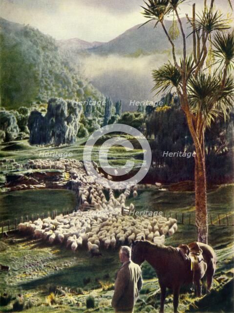 'Amid the Beauties of New Zealand's Sheep Farms', c1948. Creator: Unknown.