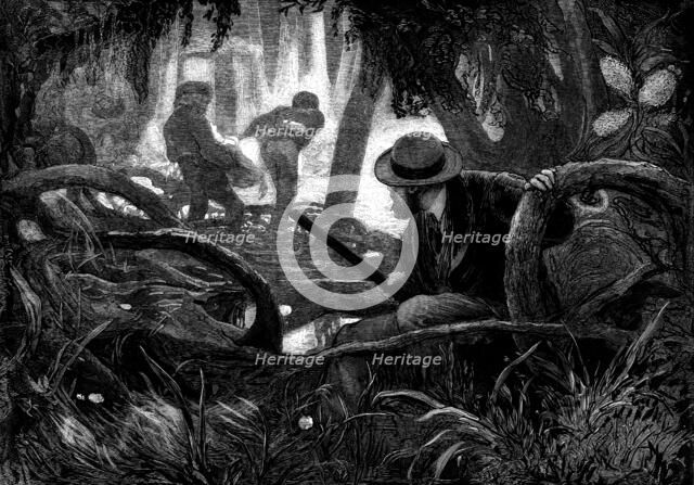 "Among the Mangroves" - drawn by V. W. Bromley, 1873. Creator: Henry Linton.
