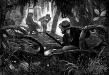 "Among the Mangroves" - drawn by V. W. Bromley, 1873. Creator: Henry Linton