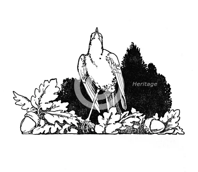 'Among the Branches Dwelt a Nightingale', c1930. Artist: W Heath Robinson.